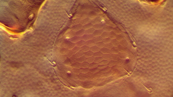 Zeiss Jenaval DIC (Used) - Image 3