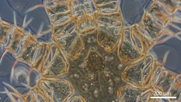 Olympus BX40 Trinocular Phase Contrast (Used) - Image 2